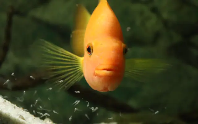 Vytvořme rybkám lepší domov!