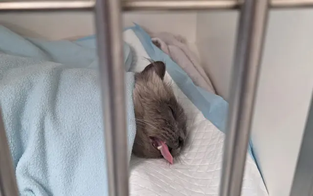 Vaše pomoc vrátí Martinovi zdraví a radost 😺🐾