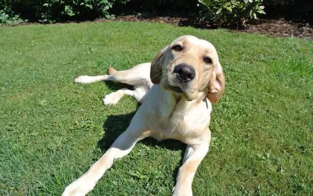 Pomozte Františkovi získat asistenčního psa k ulehčení každodenního života