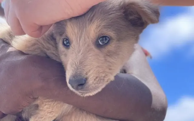 Kastrační mise v Tanzanii / Spay & Neuter Campaign in Tanzania