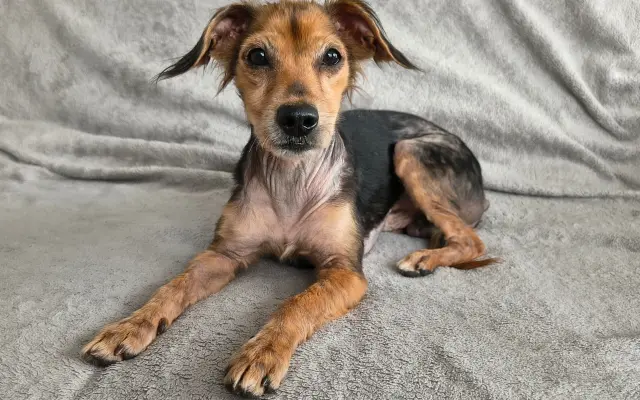 Voříškov přijal 45 nových chlupáčů - pomůžete spolu s námi změnit jejich příběh?