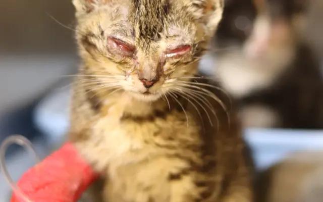 Bude zvířecí útulek Destiny Pet naplno fungovat i v roce 2026?