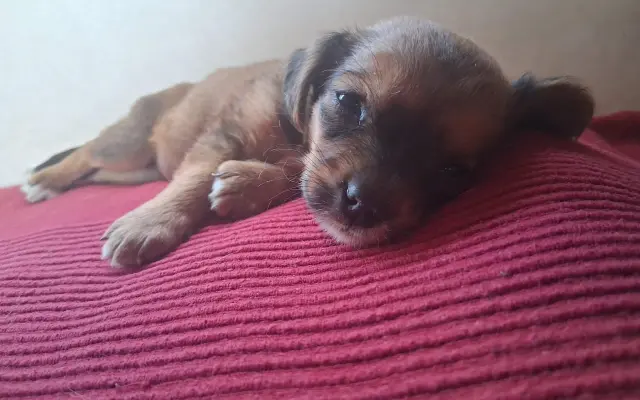 Pomoc pro Leu, Bobita a další zachráněné pejsky