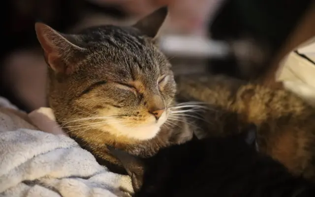 Kočička Eli a její boj s FeLV - pomozme ji k úlevě