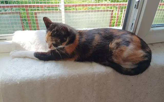 🐾 Pomoc pro moji kočičí rodinu – Boženku a Kubíčka