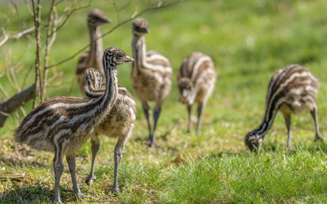 Podpořte mláďata emu hnědého, která se vylíhla v Zoo Praha v době karantény