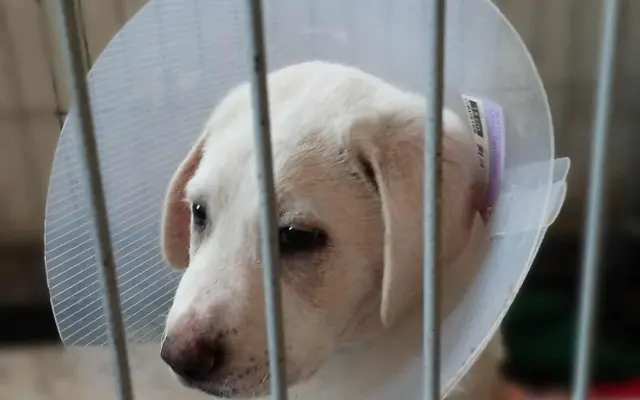 Pomoc pro bojovníčka Ferdu