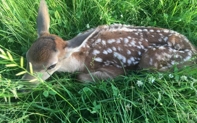 Nebeský štít - oko, které zachraňuje!