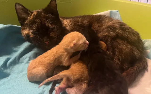 Proměňme společně kočičí svět v lepší místo 🐈