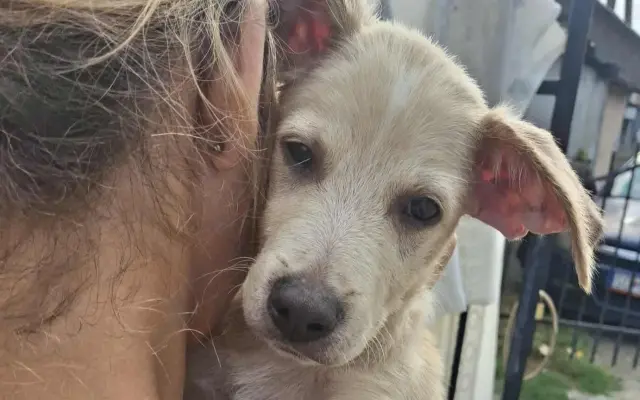 Pomozte nám zachraňovat zvířecí životy  - Zachraňujme se spolkem, z. s.