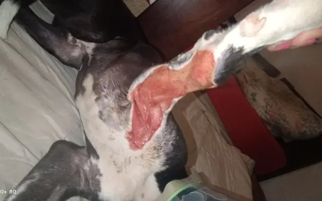 Pomozte našemu štěňátku Bleskovi přežít parvovirózu 🐾❤️