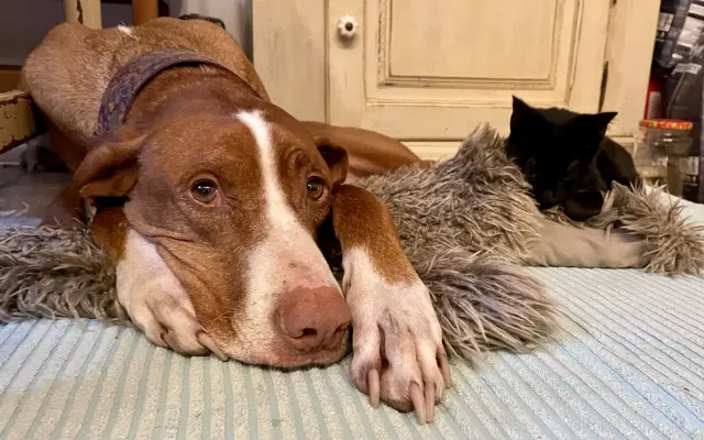 Pomozte❤️ Srdce pro zvířata - naděje pro opuštěné