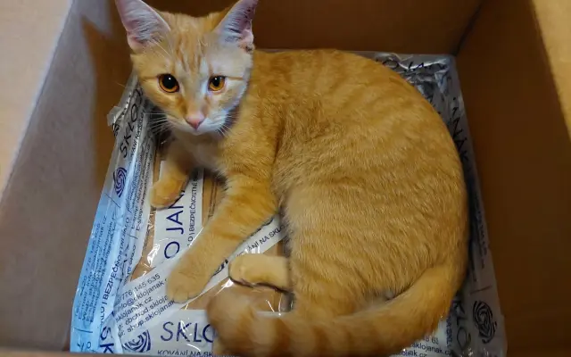 Míša s Honzou prosí za Ignáce, kocourka bojujícího s nepřízní osudu