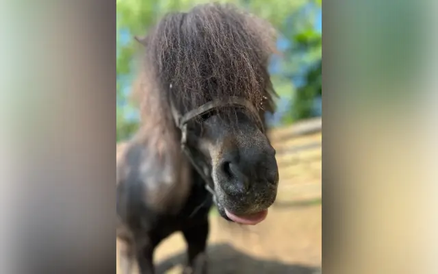 Pomozme třem statečným poníkům ke zdraví, které si sami vyběhat nemohou