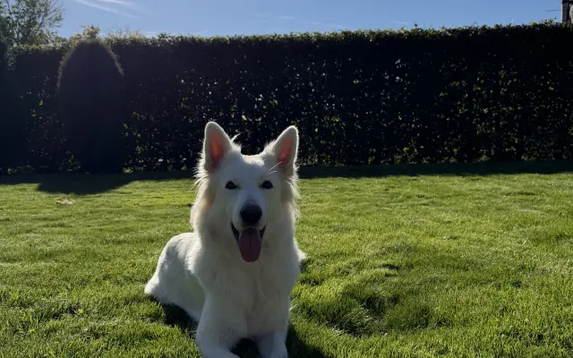 Pomozme Daisy znovu běhat 🐾