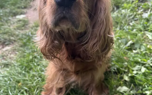 Operace nádoru pro Shany