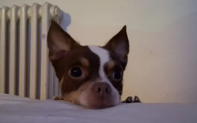 Bezbolestný pohyb pro Bobbyho