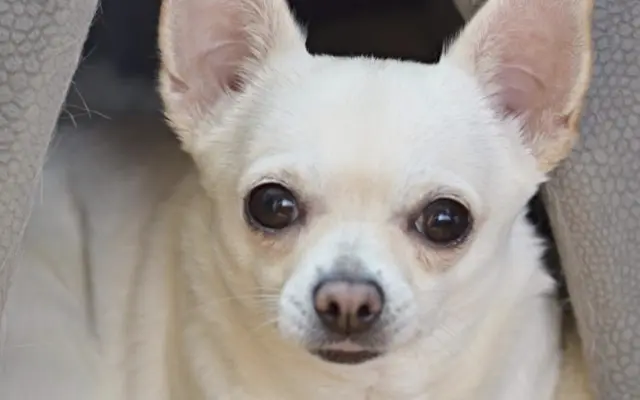 Pomozte uhradit operaci pro Tifi