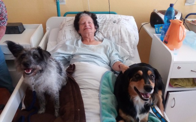 Canisterapie CANTES v krajích ČR jako sociální rehabilitace