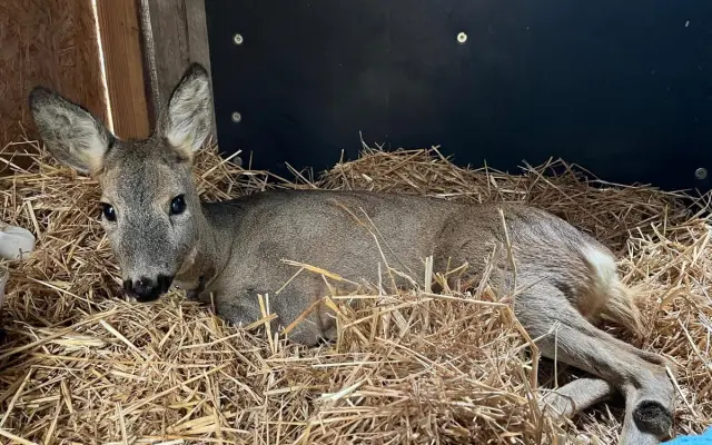 Šance na život pro březí srnečku Zuzičku
