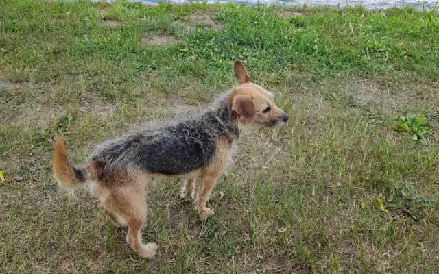 🐾 SOS sbírka pro Soničku – fenku, která je celý svět malého chlapečka