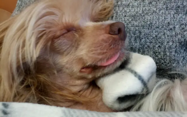 Prosím o pomoc pro našeho Huberta