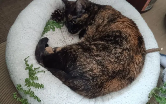 Kočička Firdous sní o dni kdy si bude moct znovu hrát