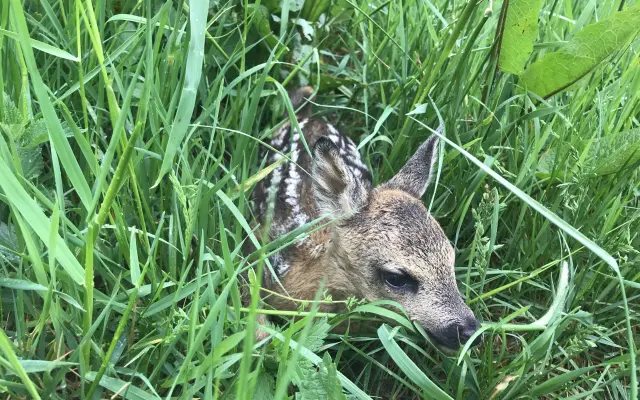 Záchrana mláďat při senosečích 💚