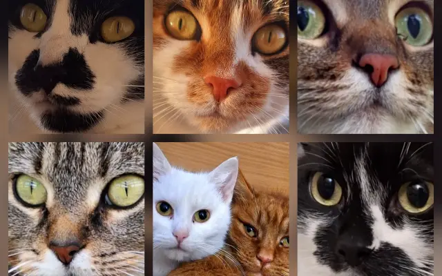 9 nalezených Lásek