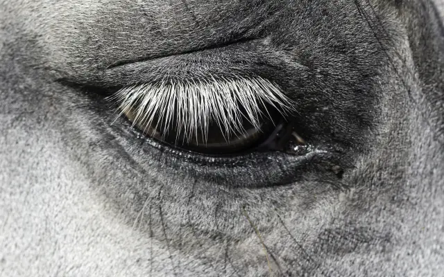 Společně ❤️ pro zvířata i v roce 2026