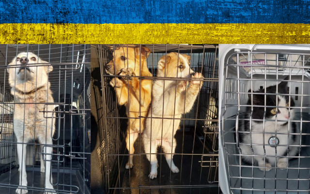 Bezpečí pro ukrajinská zvířata s AniDef