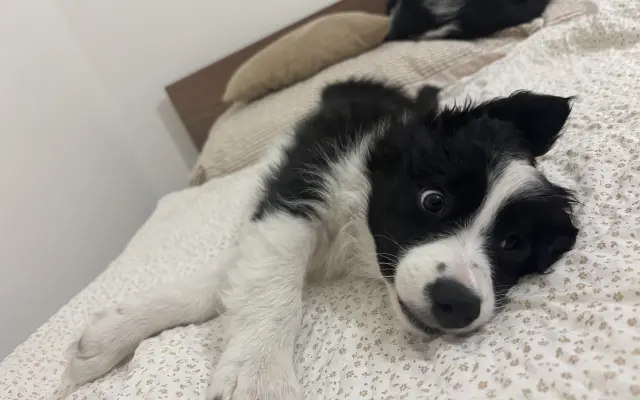 🐾 Pomozme Archiemu postavit se znovu na nohy 🐾