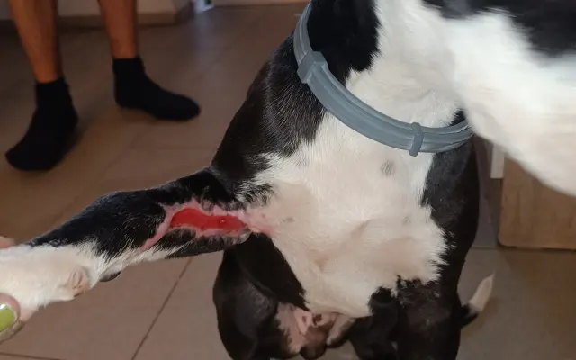 Pomozte našemu štěňátku Bleskovi přežít parvovirózu 🐾❤️
