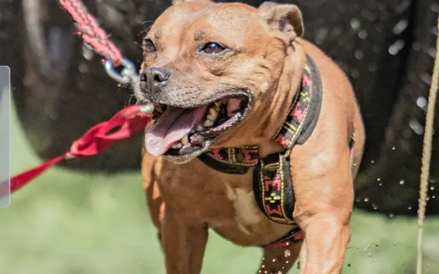 Pomoc při boji s rakovinou pro Pupču