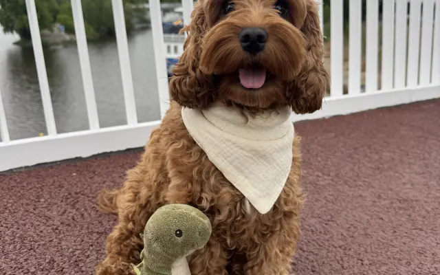 Rozjeďte s nami značku BellaDog - charitativní šátky pro psy