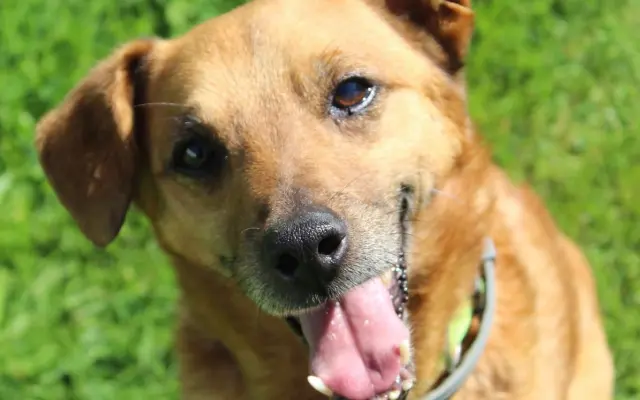 Mobilní domek pro psy