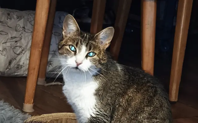 Pomoc pro opuštěná zvířátka - Kastrace, veterina, krmeni, kočkolit