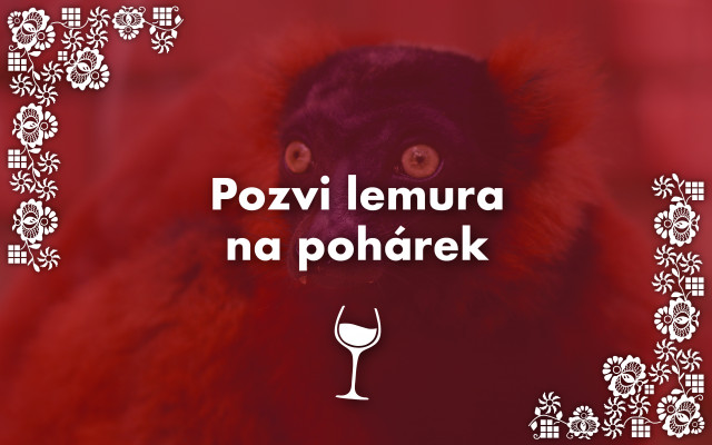 Pozvi lemura na pohárek