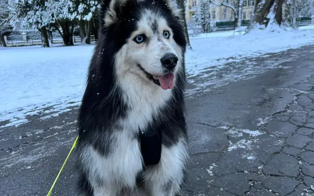 Psí záchranář koťat Deywana bojuje s rakovinou. Pomozme mu vrátit naději!
