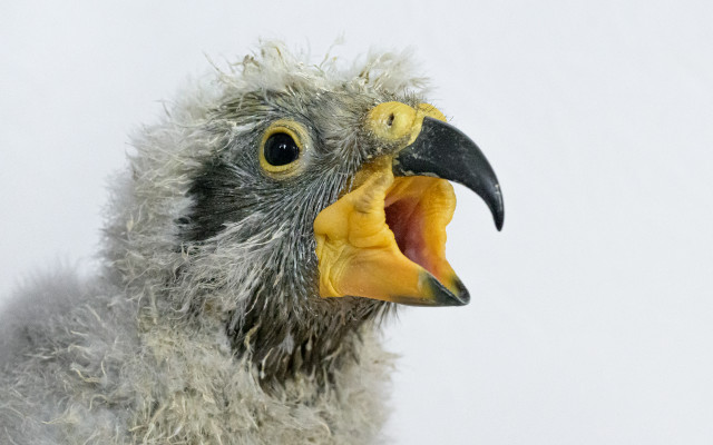 Podpořte nestora kea, který se narodil v Zoo Praha