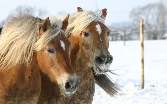 Pomozme společně koním, kteří celý život pomáhají
