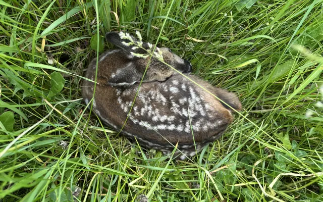 Dron s termovizí na záchranu srnčat a ztracených psů