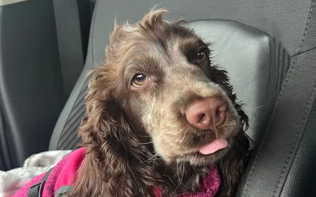 Topinka - štěňátko s těžkým startem do života