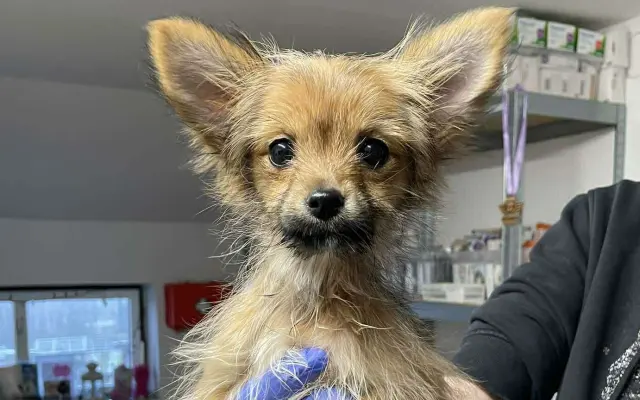 Lepší život pro Katie