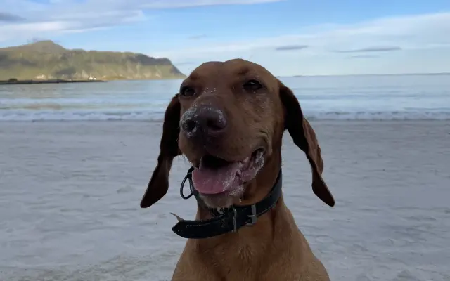 Pomoc pro Molde – fenku maďarského ohaře po vážném úrazu