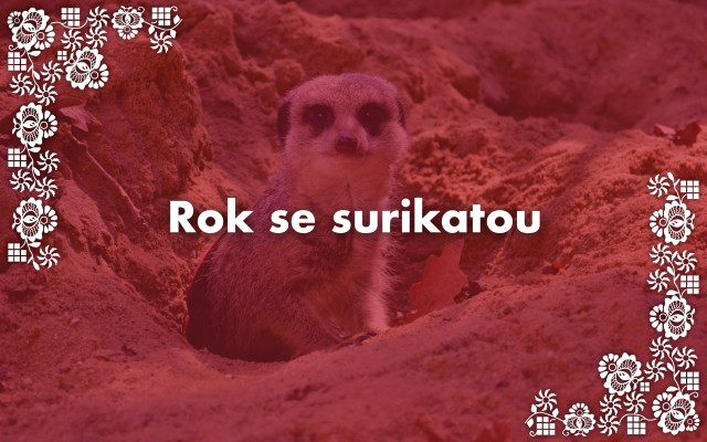 Rok se surikatou