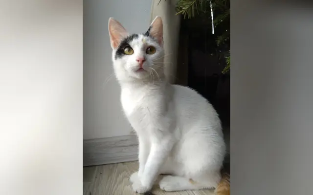 Pomoc Mimi-Míně porazit smrtelnou nemoc