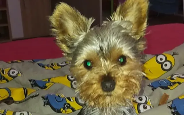 Pejsek Ajax potřebuje operaci nožičky