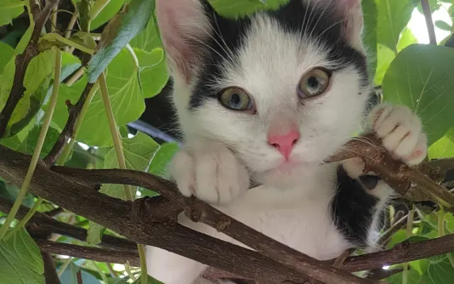 Boj o život Dyka, Tesinky a dalších - pomozte nám vyhrát nad panleukopenií