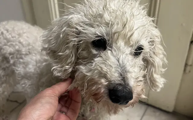 Operace pro Chanelku 💜